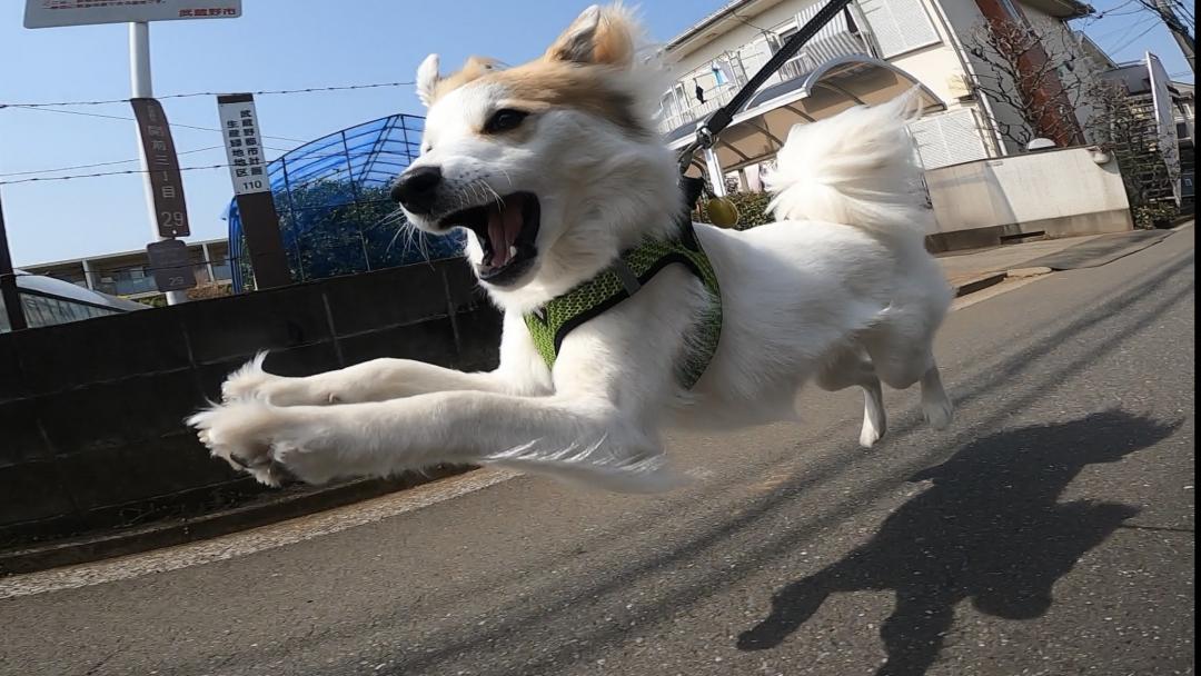 駆け抜けろ!