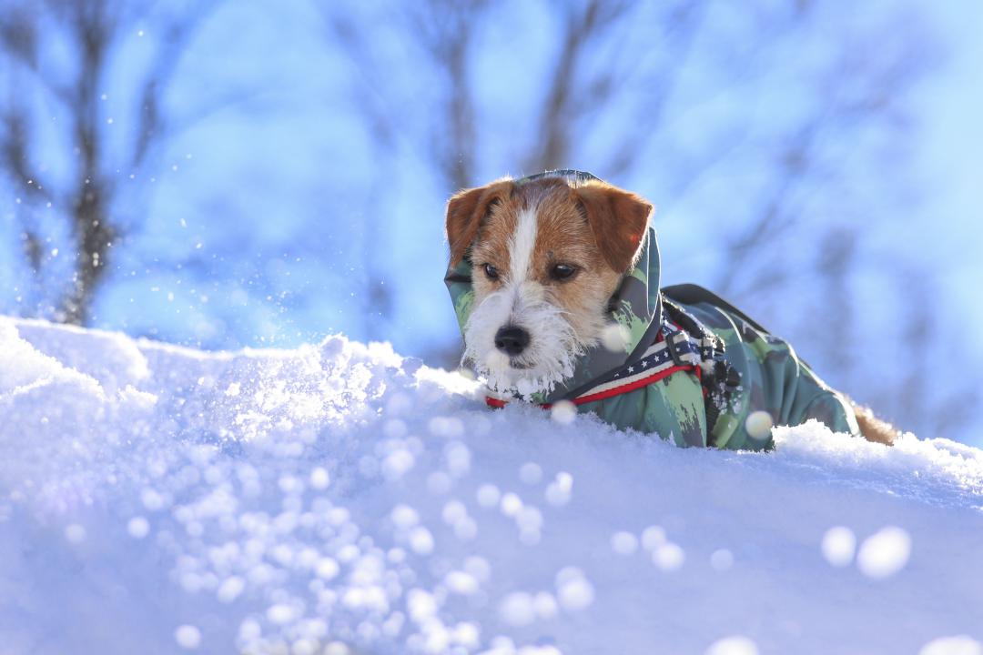 雪しぶきキラキラ