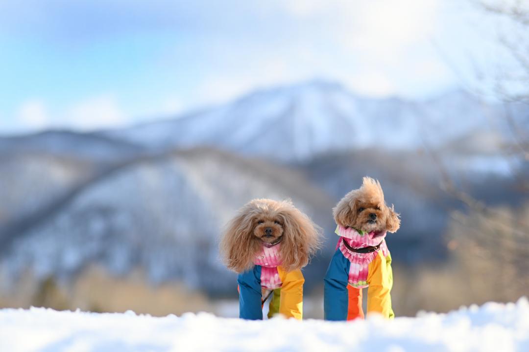 雪景色