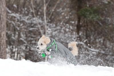 雪原を翔る