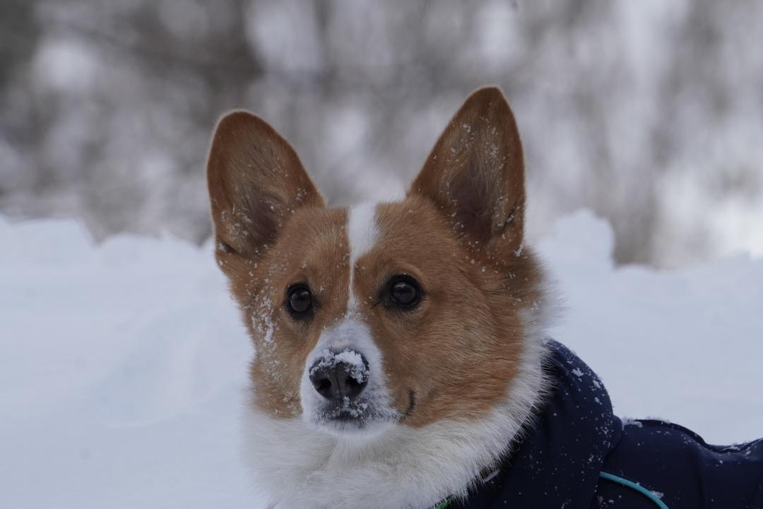 犬ん子