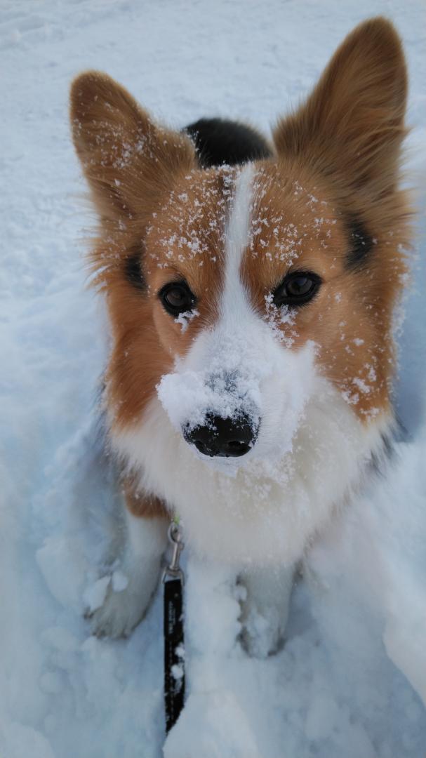 雪は楽しいねぇ