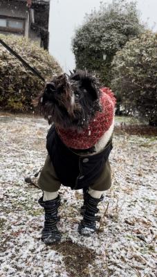 生まれて初めての雪