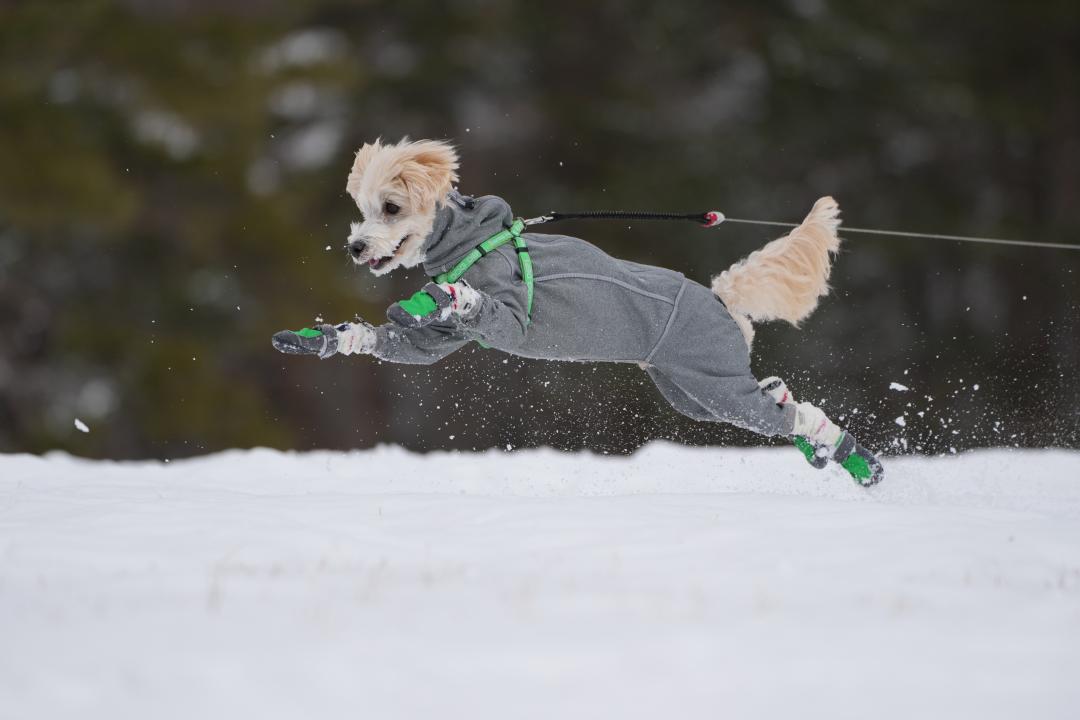 雪原を翔る