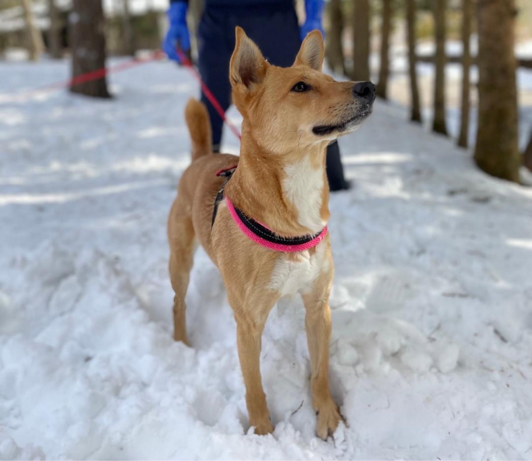 雪かきのお手伝い