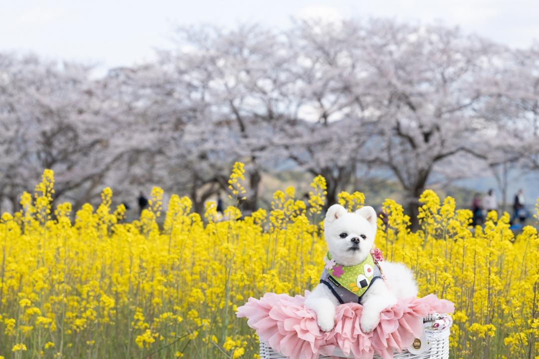 桜と菜の花