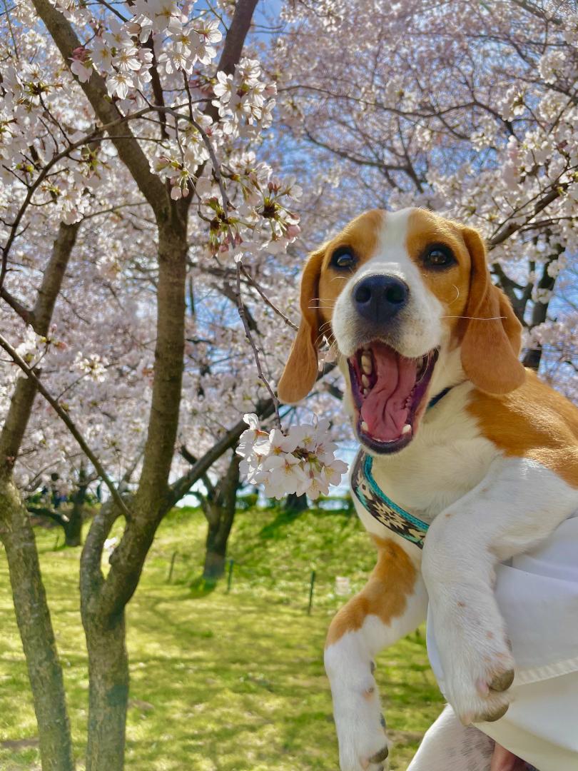 初めての桜にびっくり！