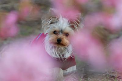 早咲きの河津桜を見上げて