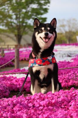 色鮮やかな芝桜