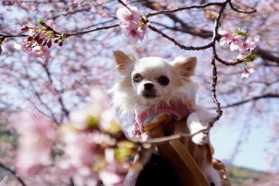 河津桜まつり