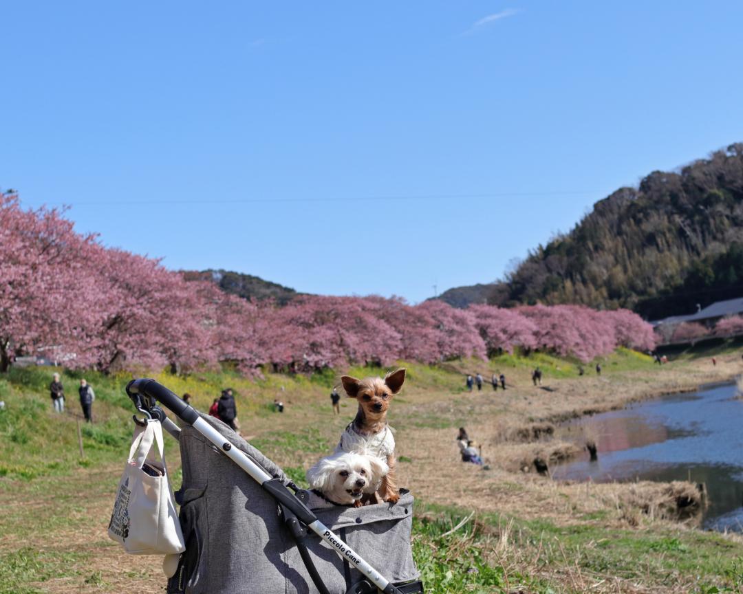 みなみの桜と菜の花まつり　№1