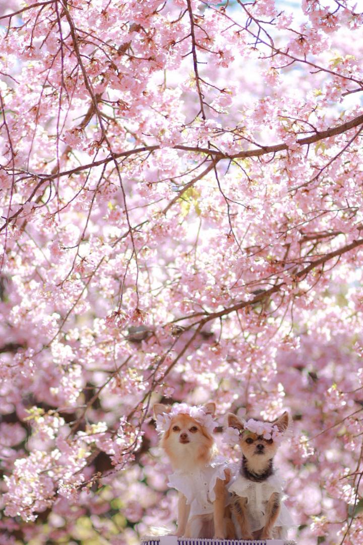 満開の河津桜