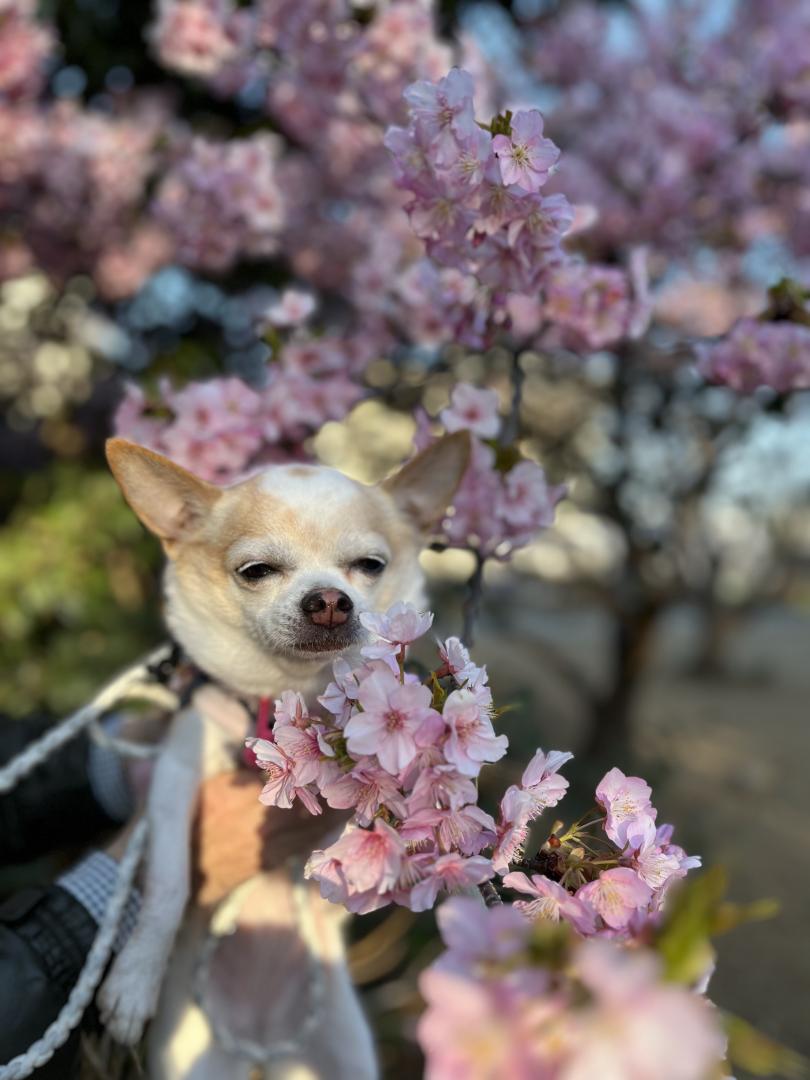 桜が咲いた