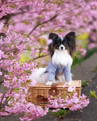 満開の河津桜に感動