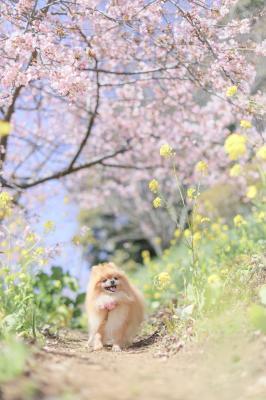 お花見