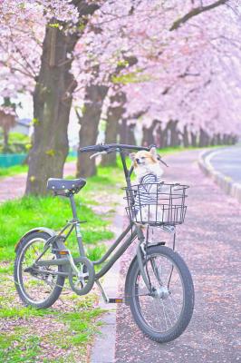 春色サイクリング
