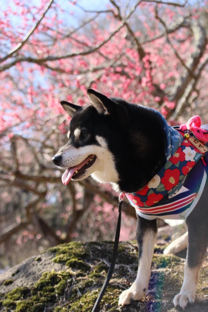 筑波山梅まつり