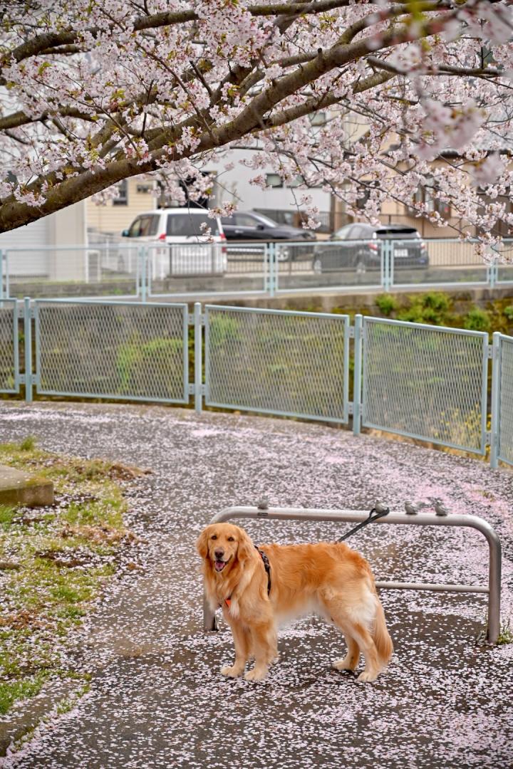 桜降る道