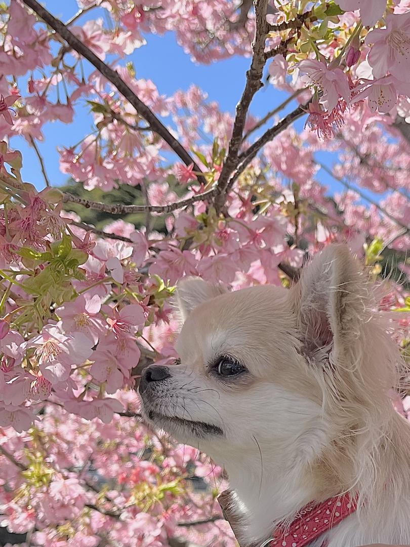 桜とみぃ