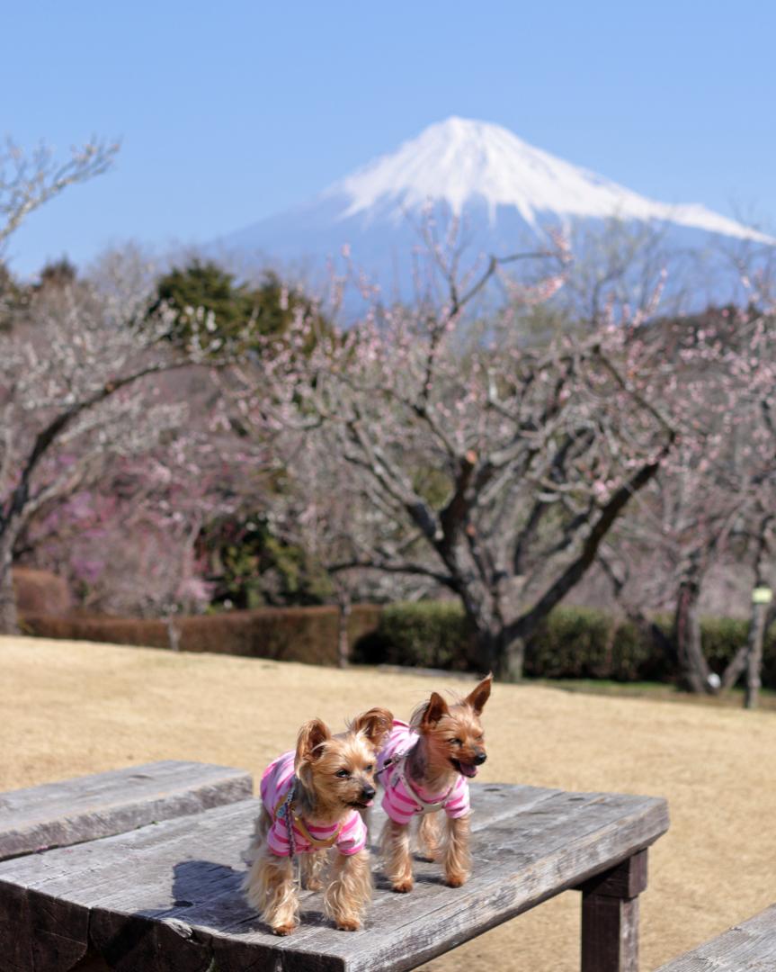 梅と富士山