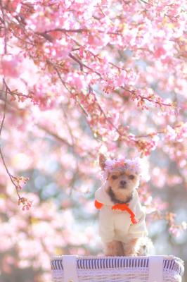 咲き始めの河津桜とコタロウ