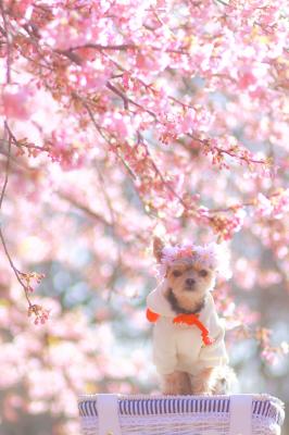 咲き始めの河津桜とコタロウ