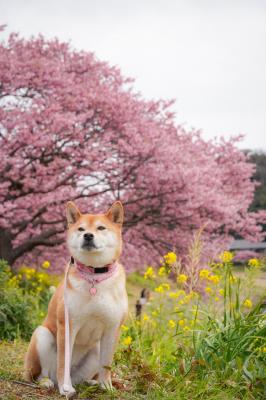 ピンクが似合う柴