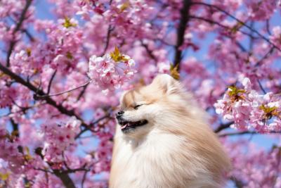 春風は気持ちいいな