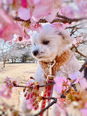 河津桜とめる