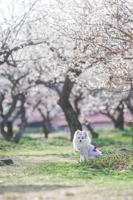 梅の楽園へ