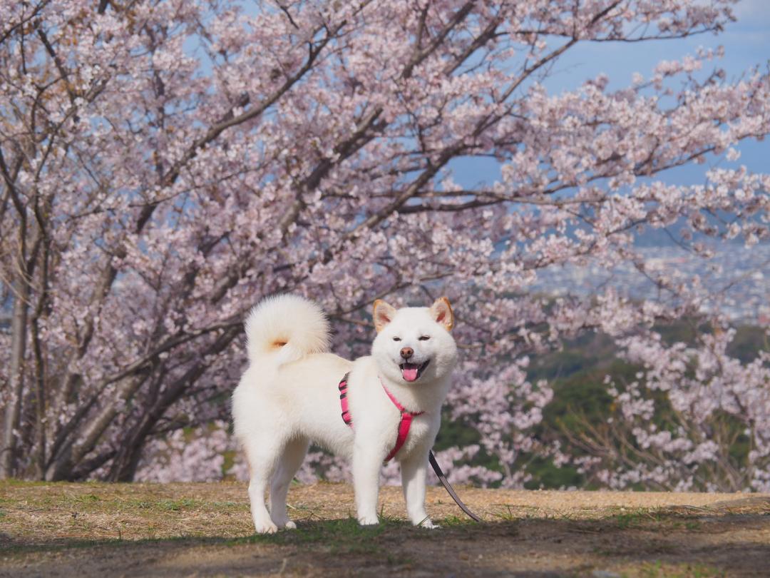 桜の季節