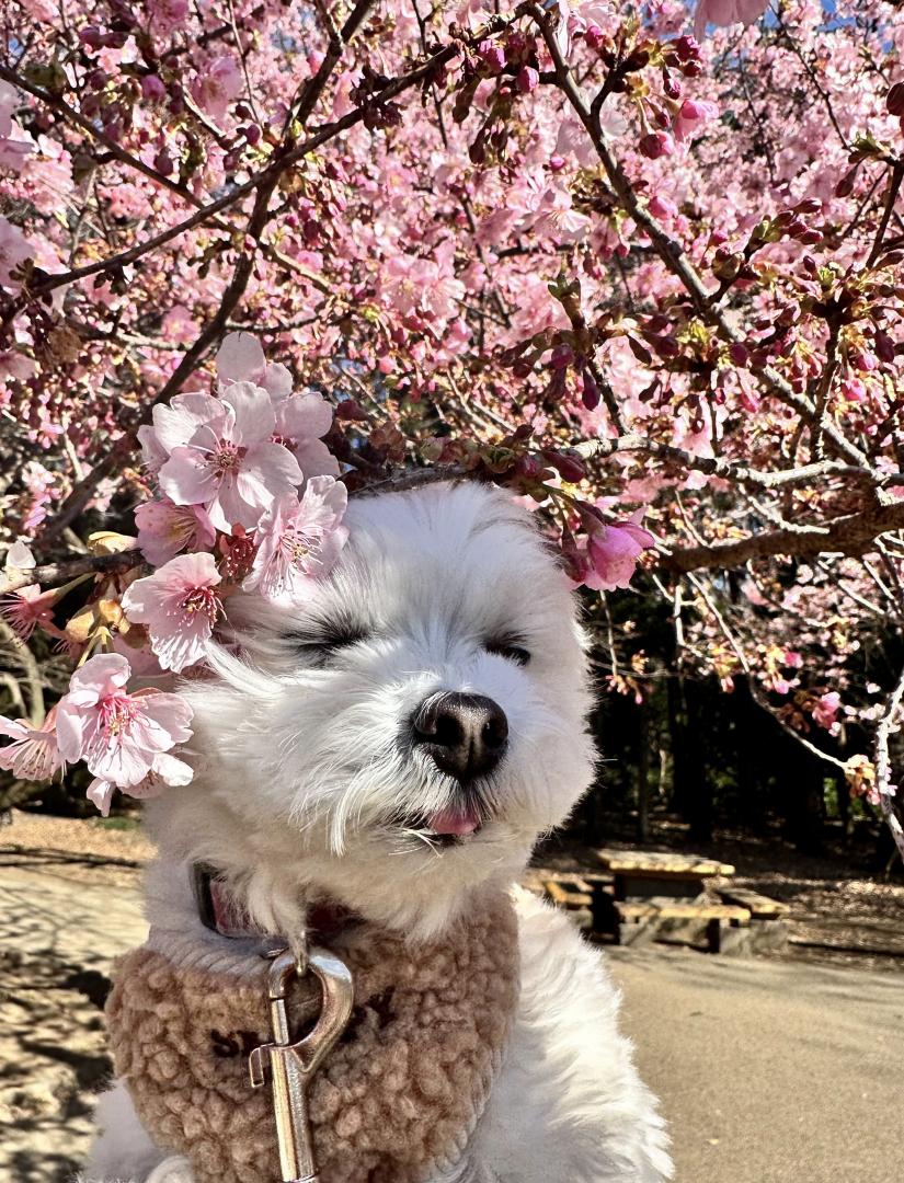 河津桜と遠い目