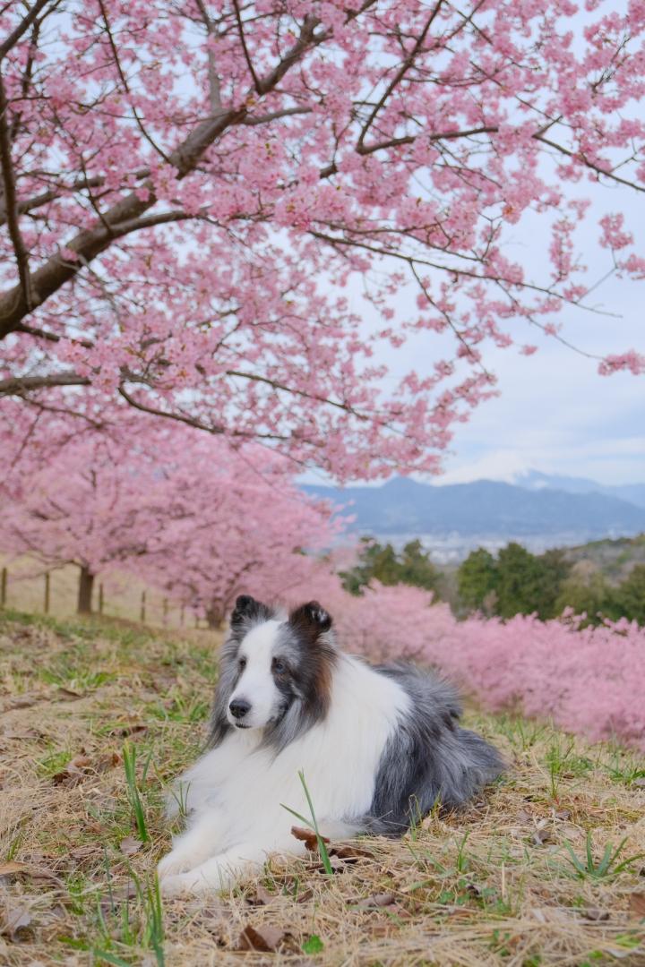 早春の思い出