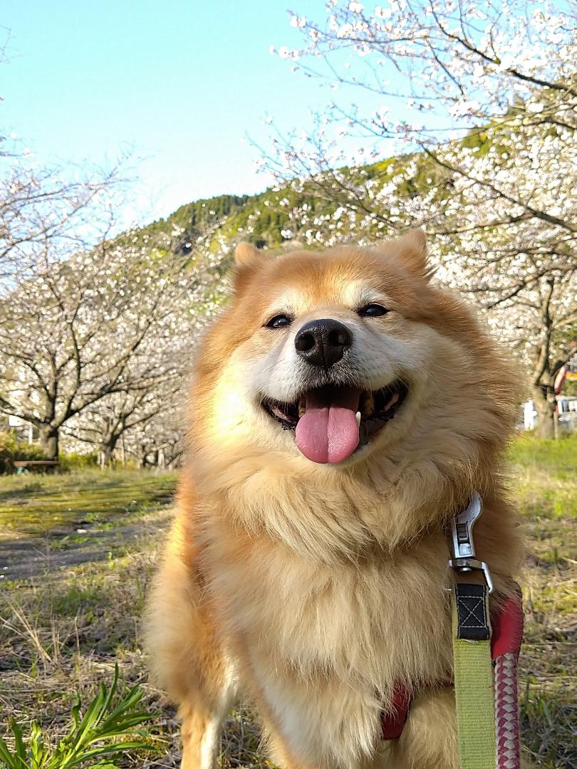 春の桜並木