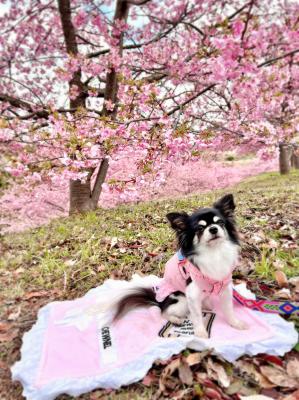 河津桜ともものピンクの世界