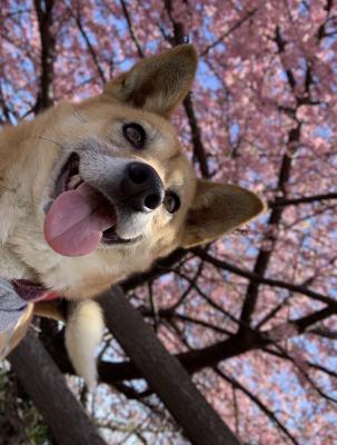 河津桜と一緒に