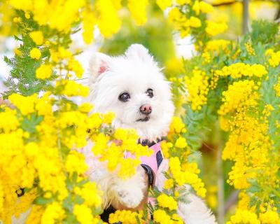 春を告げる花˘͈ᵕ˘͈