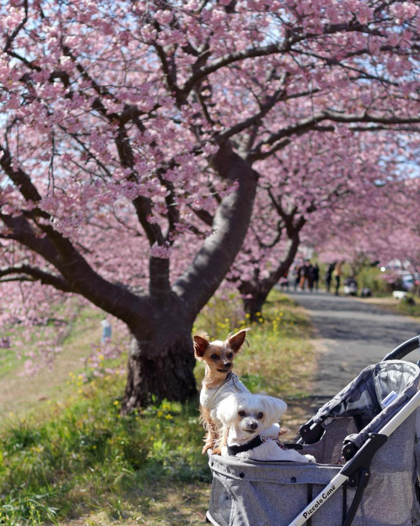 みなみの桜と菜の花  №3