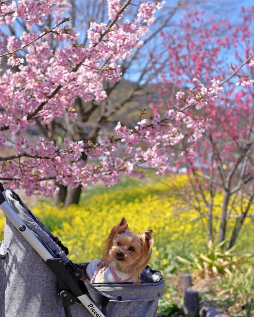 河津桜と菜の花