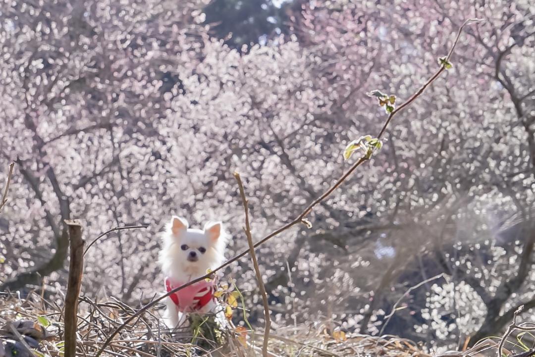 梅林で光を浴びて