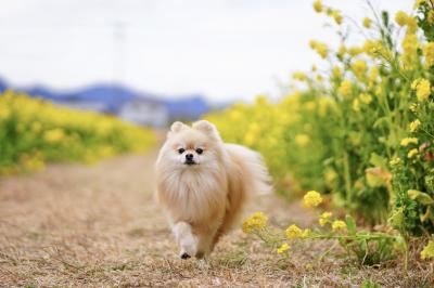 菜の花畑でルンルン♪