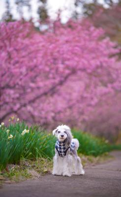 河津桜