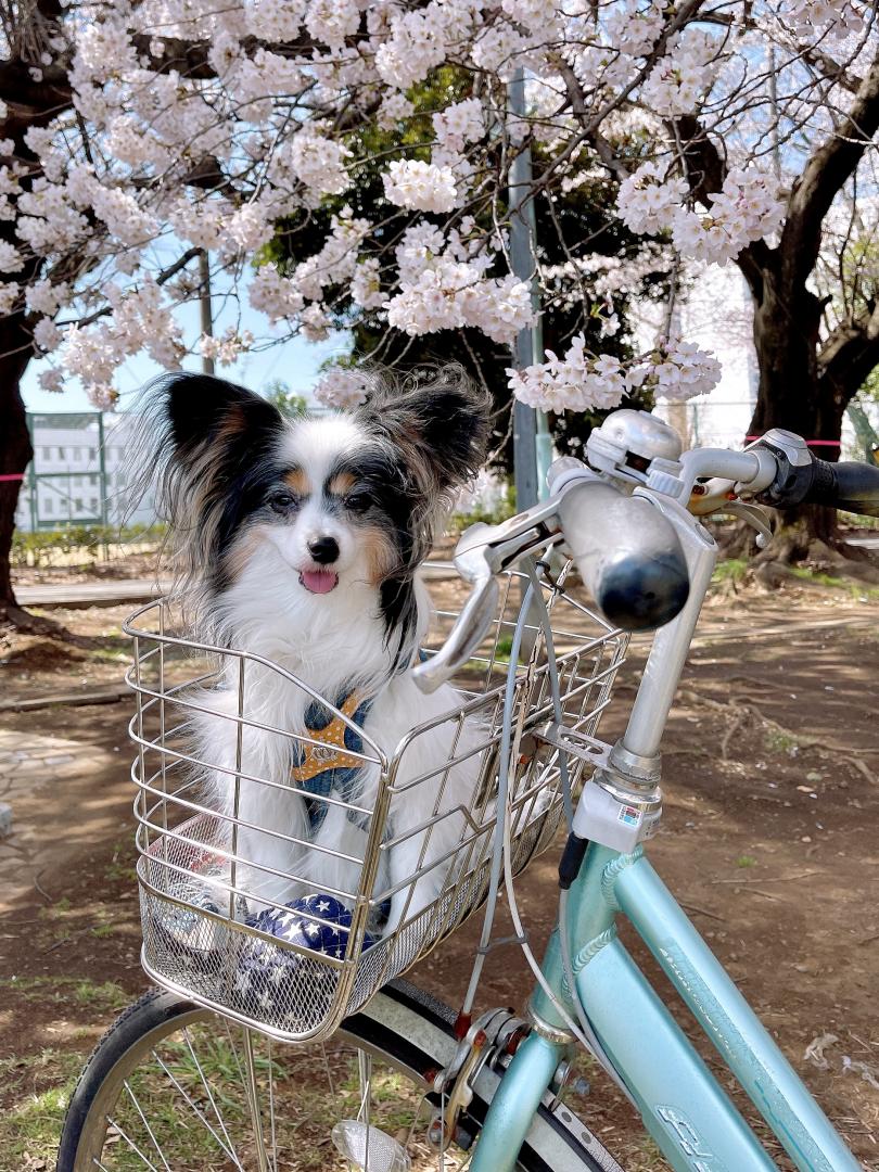 自転車のカゴからお花見だよ！