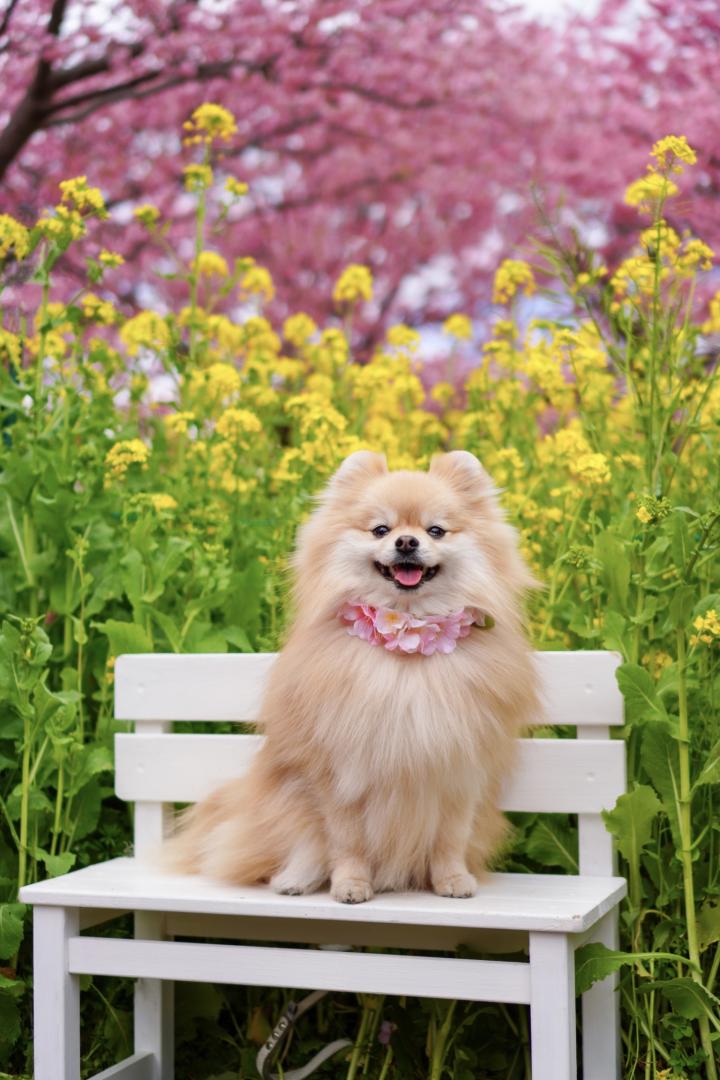 菜の花と河津桜