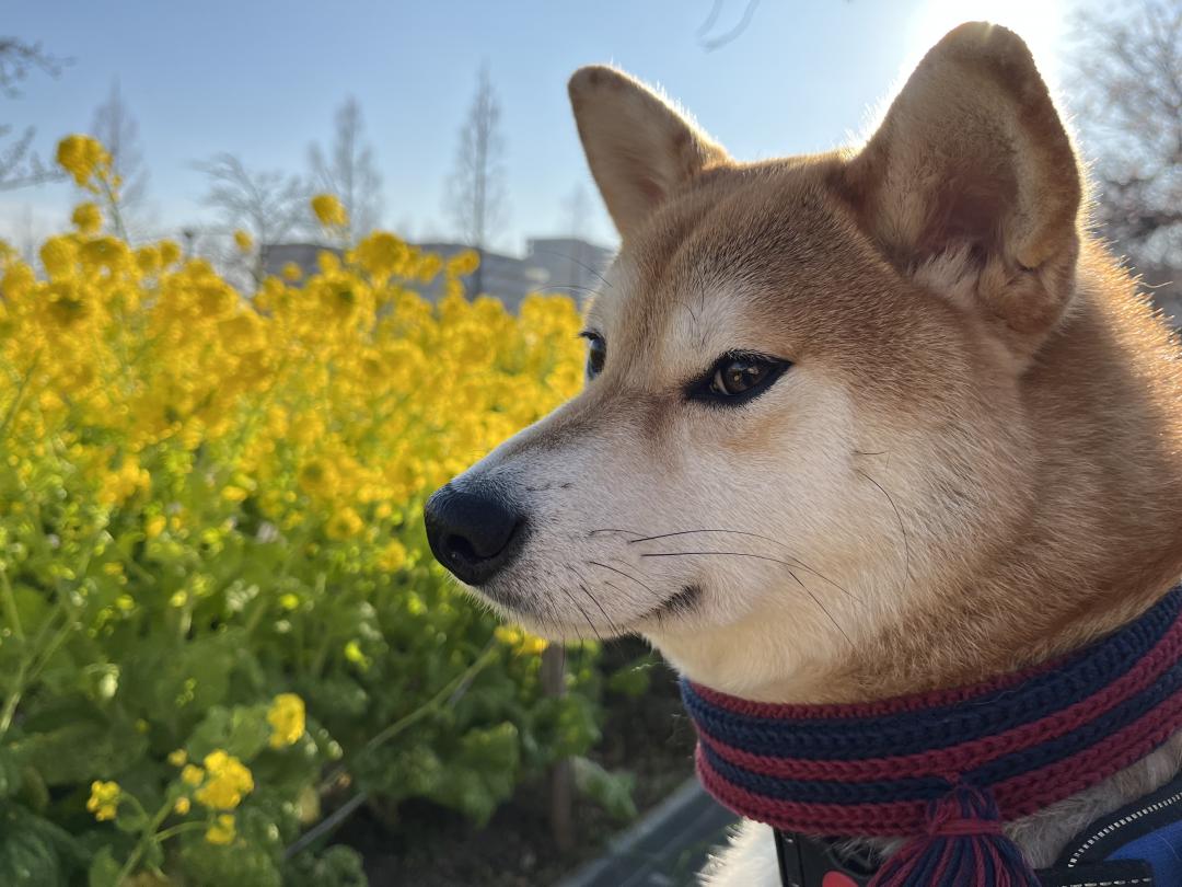 青い空と菜の花と柴犬