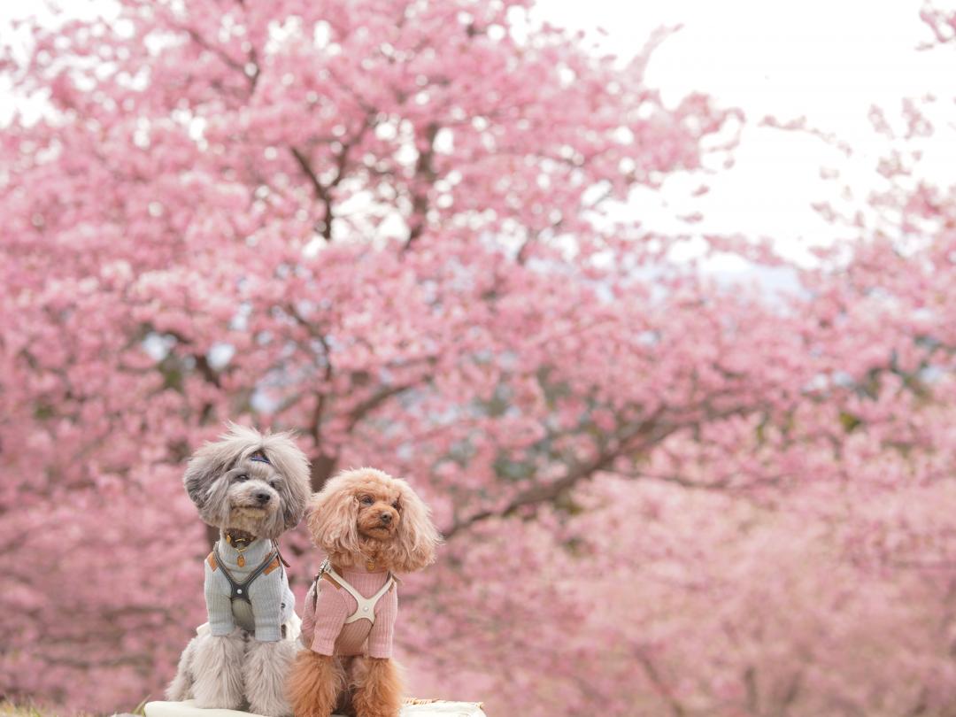 満開の河津桜