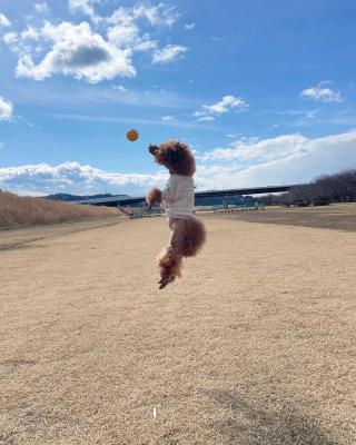 空飛ぶ犬