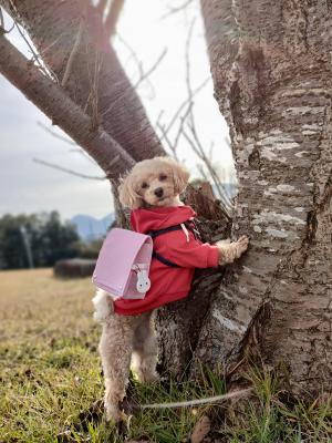 春待ちさんぽ