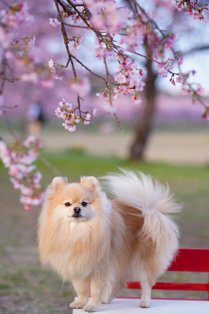 桜の木の下で