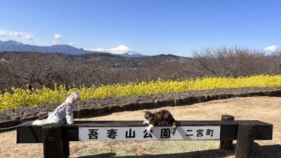 ボクとチャミと富士山